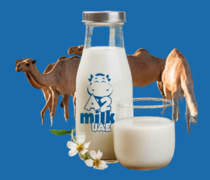 camel milk UAE